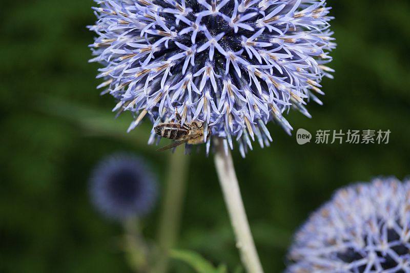 蜜蜂在棘ops bannaticus上的特写镜头